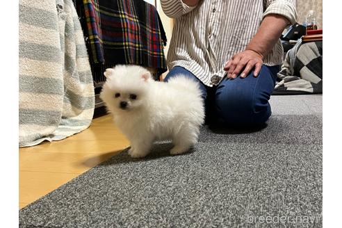 成約済の和歌山県のポメラニアン-188366の10枚目