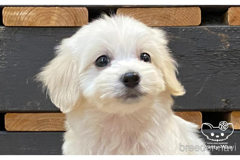 成約済の愛知県のマルックス:マルチーズ×ミニチュアダックスフンド-188368の1枚目