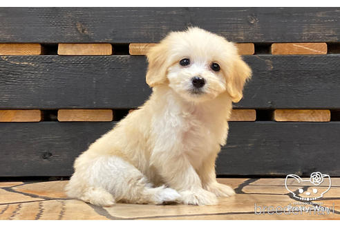 成約済の愛知県のマルックス:マルチーズ×ミニチュアダックスフンド-188369の4枚目