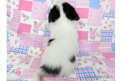 成約済の千葉県のミックス犬-186647の14枚目