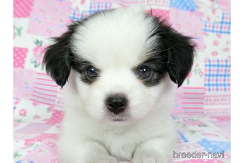 成約済の千葉県のミックス犬-186647の13枚目