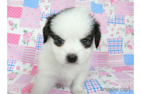 成約済の千葉県のミックス犬-186647の12枚目