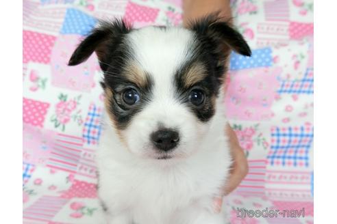 成約済の千葉県のミックス犬-186638の18枚目