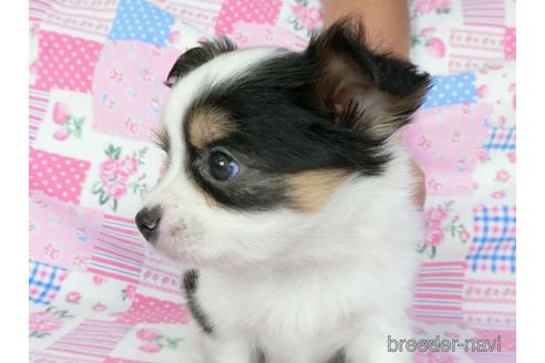 成約済の千葉県のミックス犬-186638の20枚目