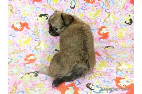 成約済の千葉県のチワワ(ロングコート)-186634の21枚目