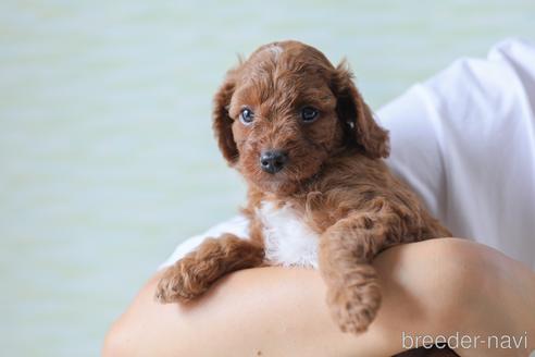 成約済の福岡県のミックス犬-183570の1枚目