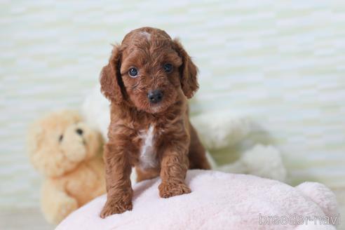 成約済の福岡県のミックス犬-183570の9枚目