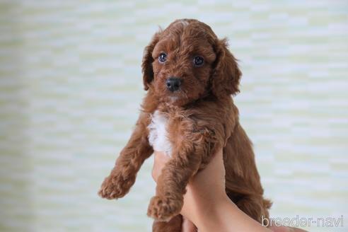 成約済の福岡県のミックス犬-183570の10枚目