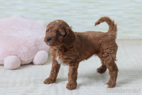 成約済の福岡県のミックス犬-183570の11枚目