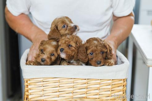 成約済の福岡県のミックス犬-183570の6枚目