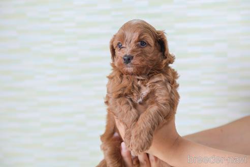 成約済の福岡県のミックス犬-183569の7枚目