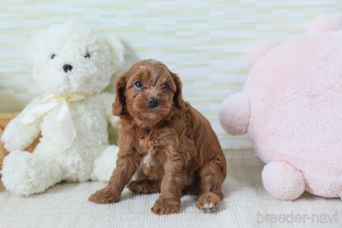 成約済の福岡県のミックス犬-183569の8枚目