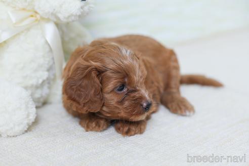 成約済の福岡県のミックス犬-183569の3枚目