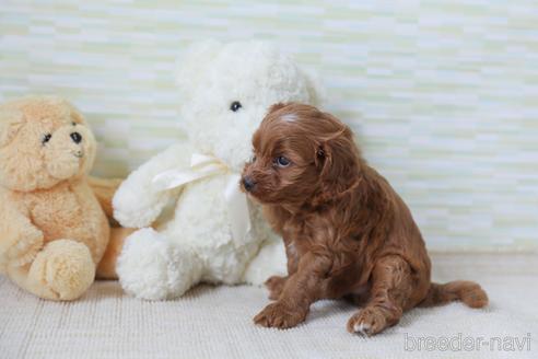 成約済の福岡県のミックス犬-183569の4枚目