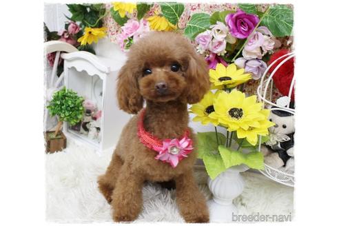 成約済の岡山県のタイニープードル-188416の5枚目