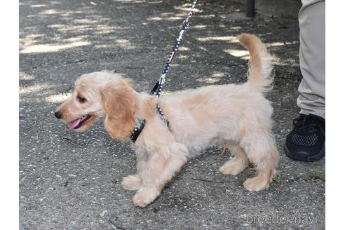 成約済の愛知県のミックス犬-173803の7枚目