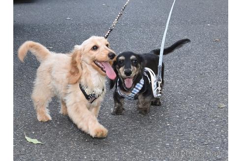 成約済の愛知県のミックス犬-173803の4枚目