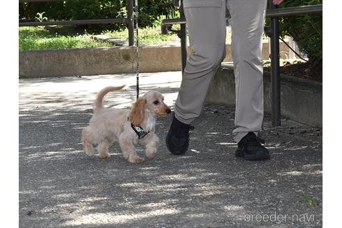 成約済の愛知県のミックス犬-173803の3枚目