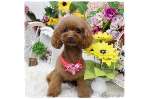 成約済の岡山県のタイニープードル-188423の5枚目