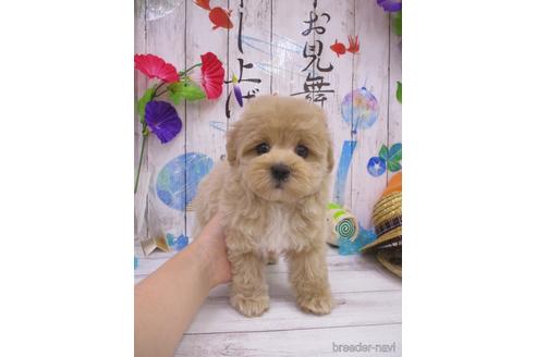 成約済の鳥取県のマルプー:マルチーズ×トイプードル-182915の3枚目