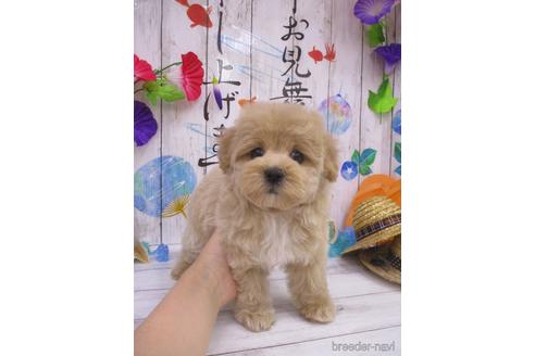 成約済の鳥取県のマルプー:マルチーズ×トイプードル-182915の2枚目