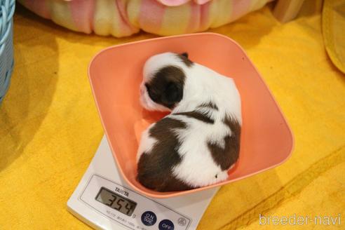 成約済の愛知県のシーズー-187732の26枚目