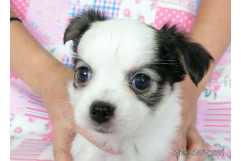 成約済の千葉県のミックス犬-186640の22枚目