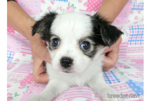 成約済の千葉県のミックス犬-186640の21枚目