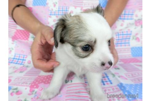 成約済の千葉県のミックス犬-186643の19枚目