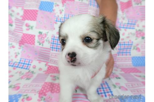 成約済の千葉県のミックス犬-186643の18枚目