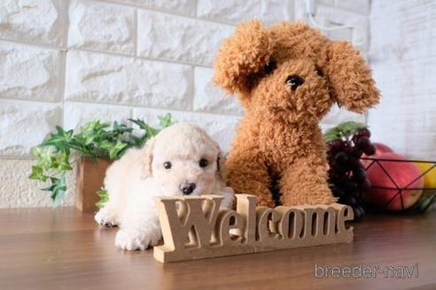 成約済の滋賀県のトイプードル-188287の1枚目