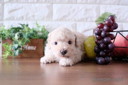 成約済の滋賀県のトイプードル-188287の4枚目