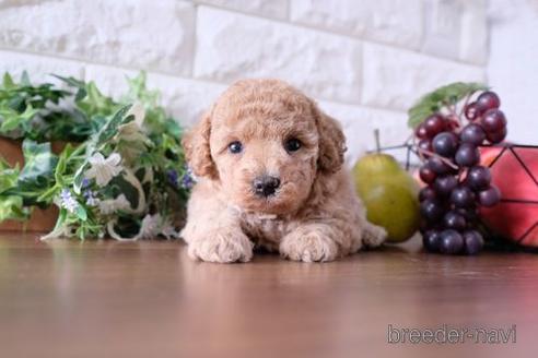 成約済の滋賀県のトイプードル-188288の1枚目