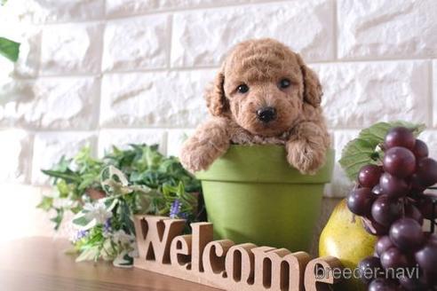 成約済の滋賀県のトイプードル-188288の4枚目