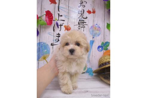 成約済の鳥取県のマルプー:マルチーズ×トイプードル-182916の2枚目