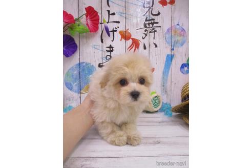 成約済の鳥取県のマルプー:マルチーズ×トイプードル-182916の3枚目