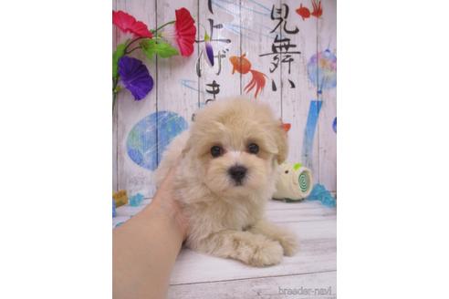 成約済の鳥取県のマルプー:マルチーズ×トイプードル-182916の1枚目