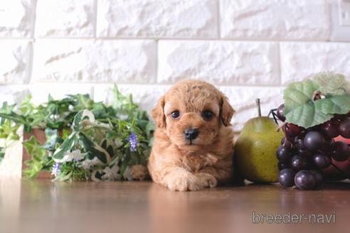 成約済の滋賀県のトイプードル-188290
