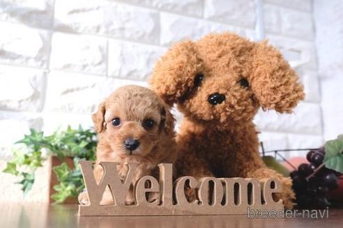 成約済の滋賀県のトイプードル-188290の4枚目