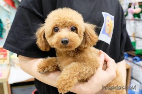 成約済の滋賀県のトイプードル-188290の2枚目