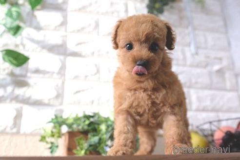 成約済の滋賀県のトイプードル-186197の1枚目