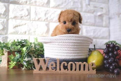 成約済の滋賀県のトイプードル-186197の6枚目