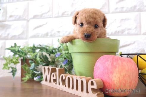 成約済の滋賀県のトイプードル-186197の3枚目