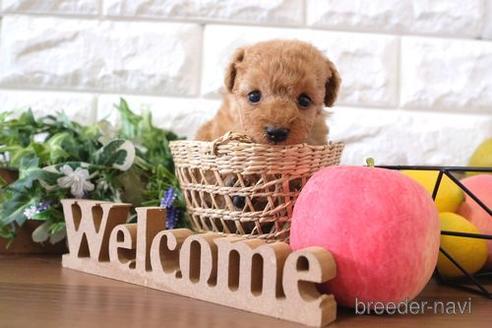 成約済の滋賀県のトイプードル-186197の2枚目