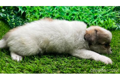 成約済の埼玉県のチワワ(ロングコート)-184150の2枚目