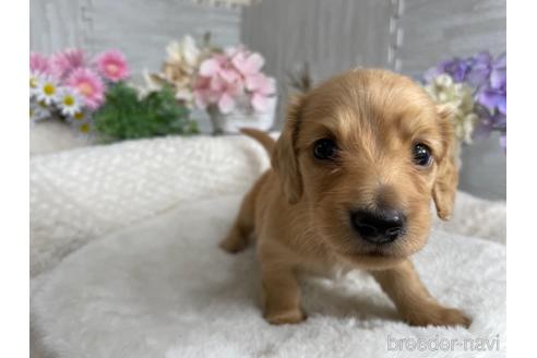 成約済の京都府のミニチュアダックスフンド(ロングヘアード)-188487の2枚目