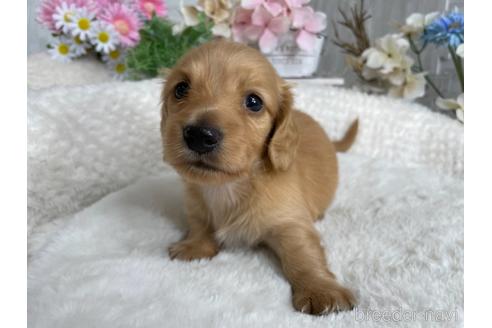 成約済の京都府のミニチュアダックスフンド(ロングヘアード)-188487の3枚目