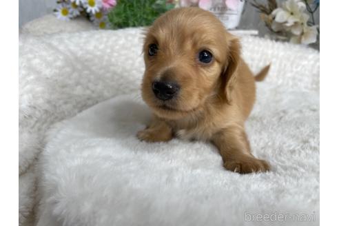 成約済の京都府のミニチュアダックスフンド(ロングヘアード)-188487の4枚目