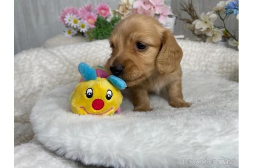 成約済の京都府のミニチュアダックスフンド(ロングヘアード)-188487の5枚目