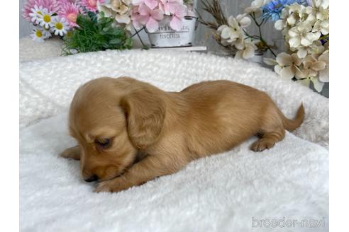 成約済の京都府のミニチュアダックスフンド(ロングヘアード)-188487の6枚目